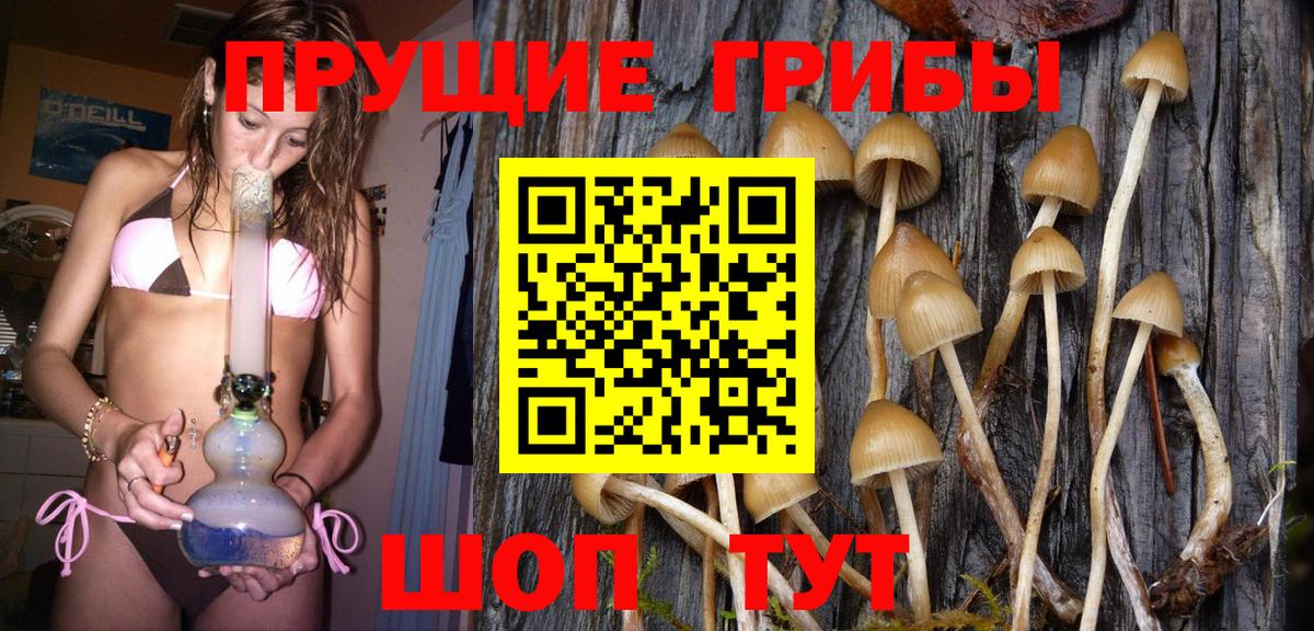 Галлюциногенные грибы Psilocybine cubensis Калач-на-Дону